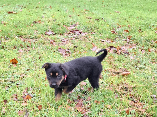 Lovely Rottweiler & German Shepherd puppies
