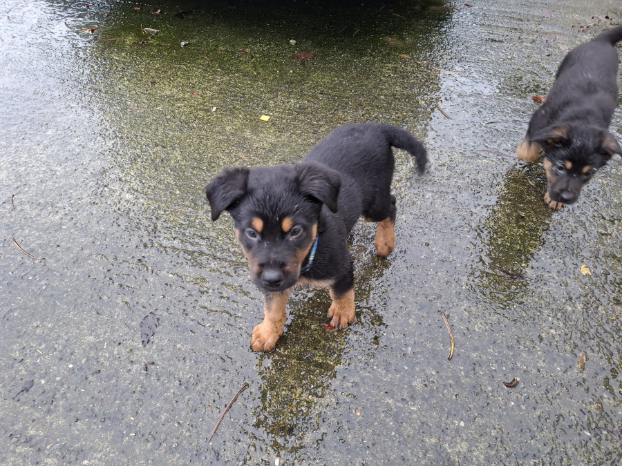Lovely Rottweiler & German Shepherd puppies 2