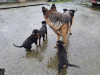 Lovely Rottweiler & German Shepherd puppies 3