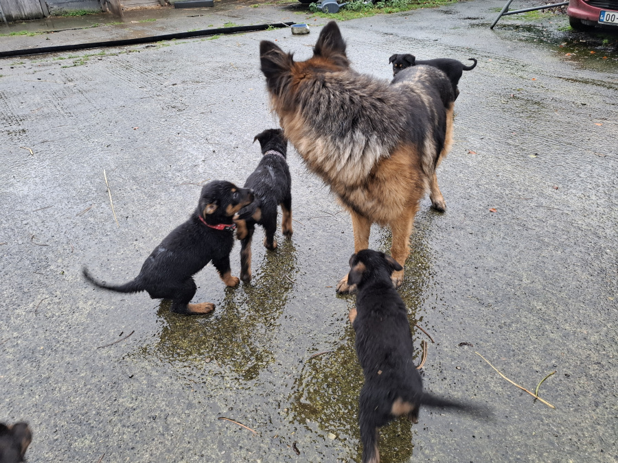 Lovely Rottweiler & German Shepherd puppies 3