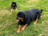 Lovely Rottweiler & German Shepherd puppies 4