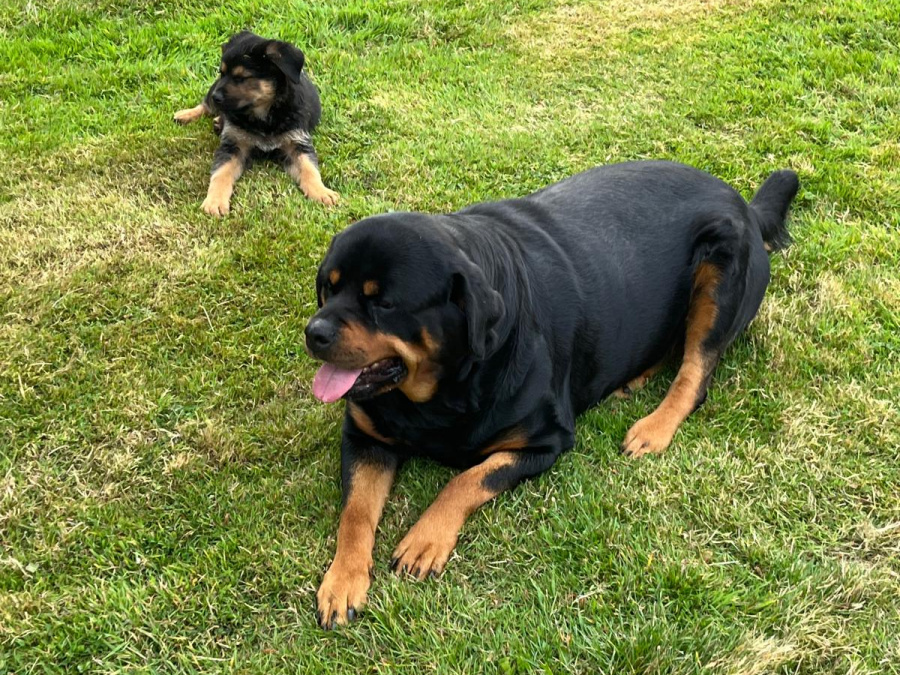 Lovely Rottweiler & German Shepherd puppies 4