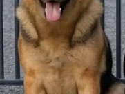 German Labrador pups 1