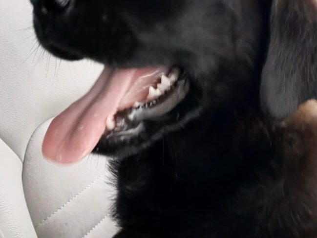 German Labrador pups 2