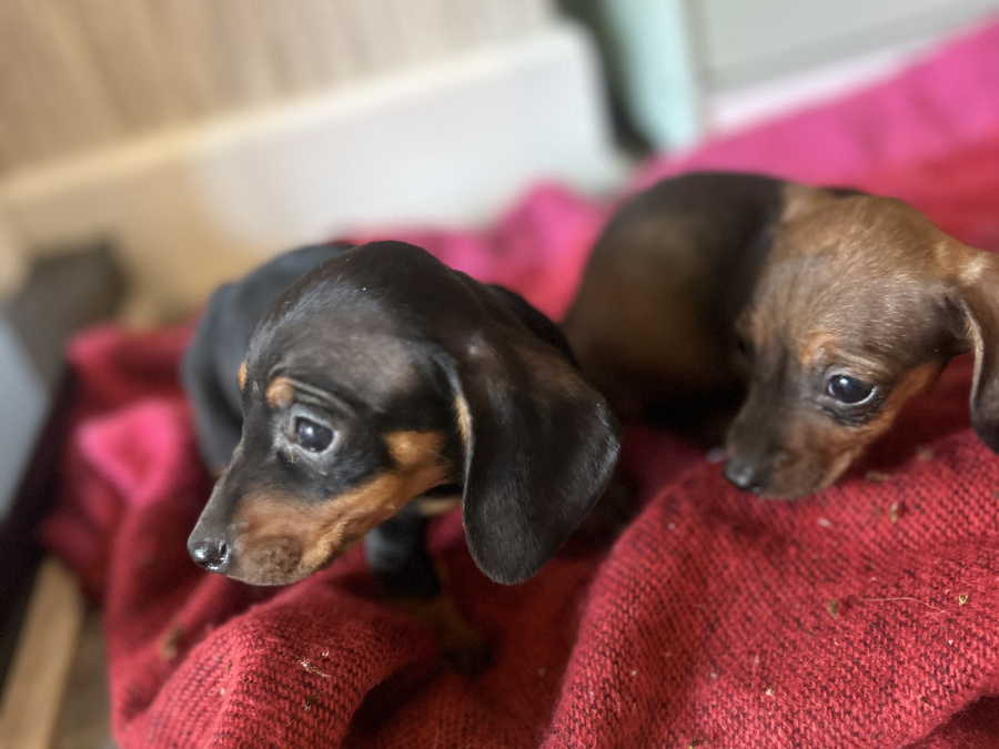 Dachshund puppies for sale 1
