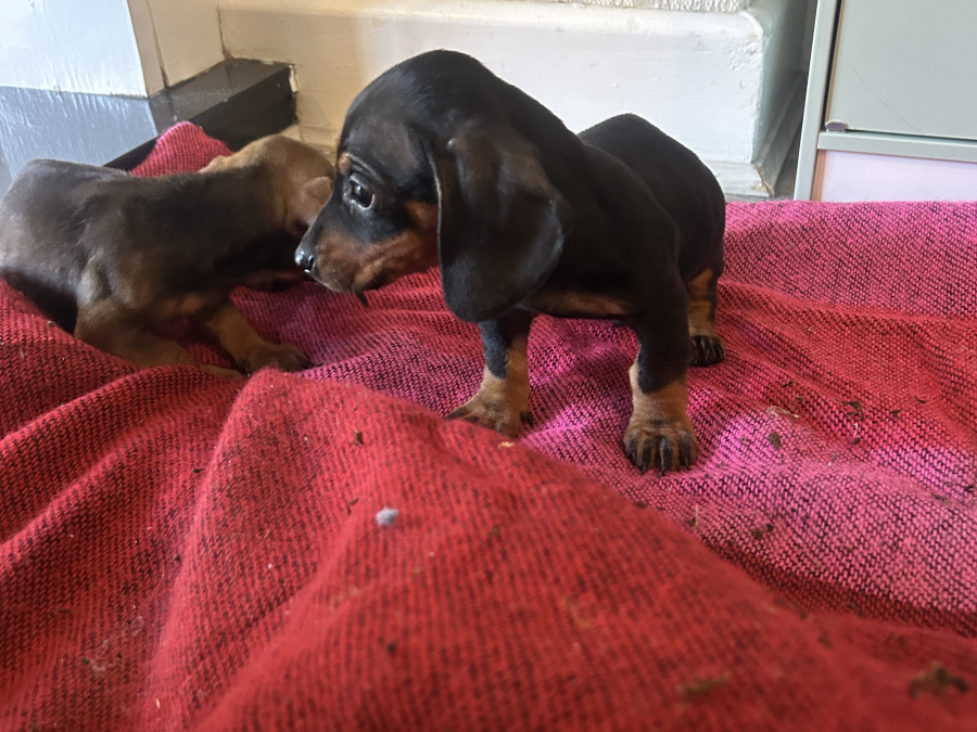 Dachshund puppies for sale 6