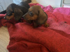 Dachshund puppies for sale 4