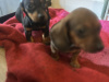 Dachshund puppies for sale 2