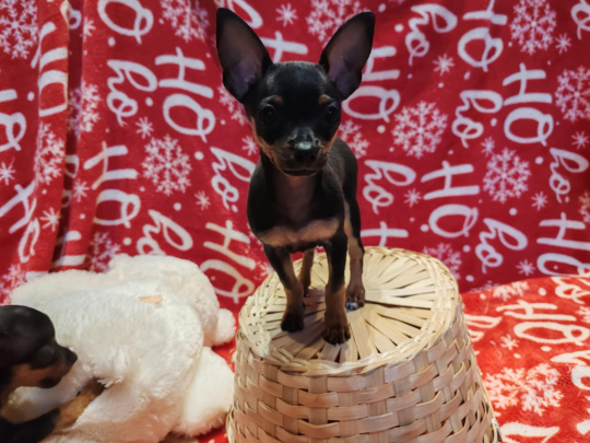 Mini Russian terrier