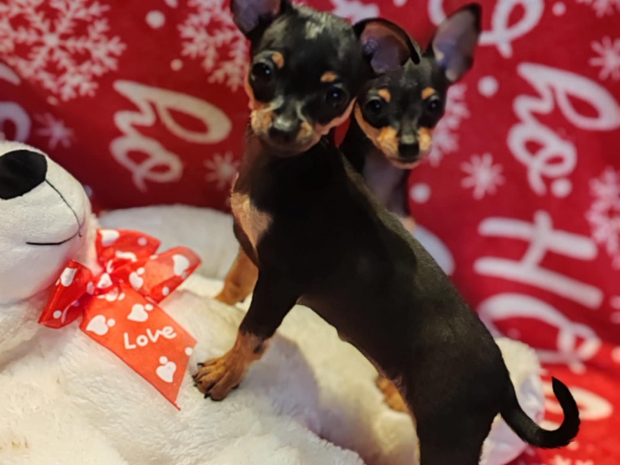 Mini Russian terrier 2