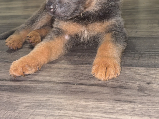 Gorgeous German shepherd puppies 🐶