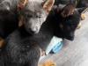 Gorgeous German shepherd puppies 🐶 3