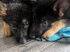 Gorgeous German shepherd puppies 🐶 6