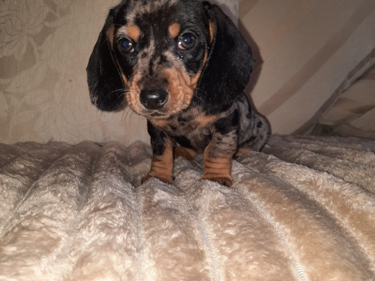 Dapple Dachshund Puppy