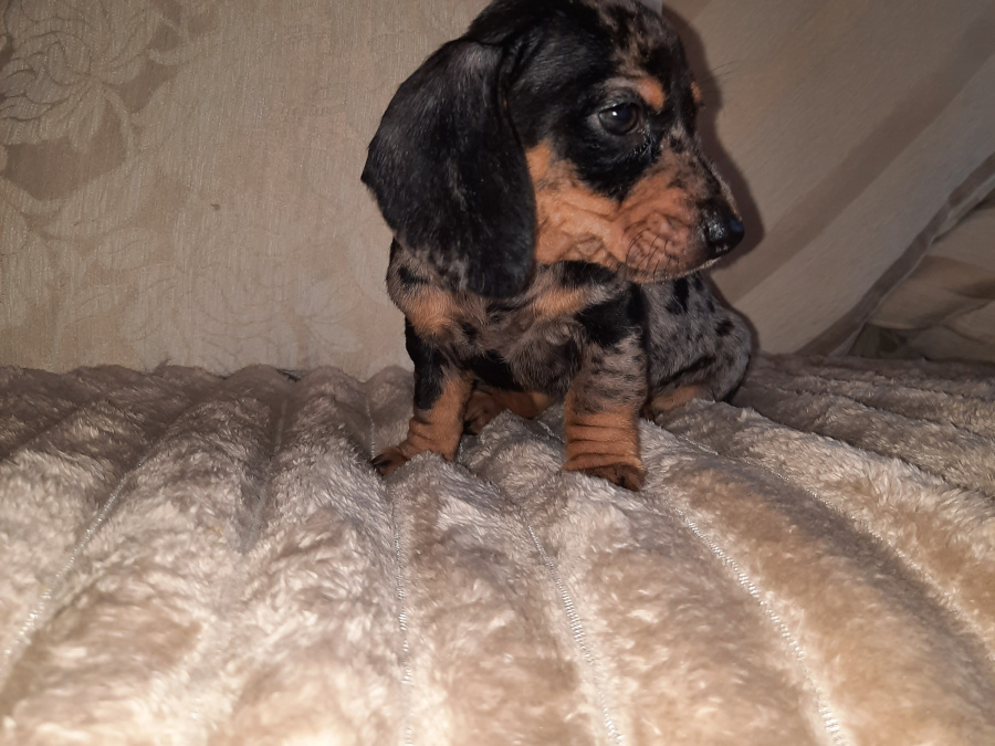 Dapple Dachshund Puppy 2