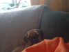 16 week old pug/beagle 2