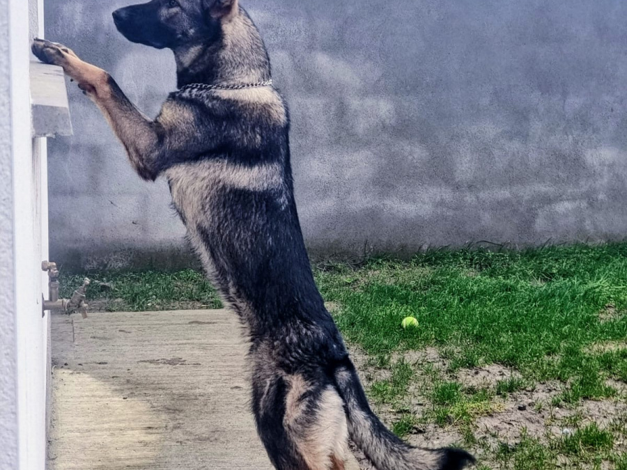 Beautifully Bred German/Chezh shepherd adult for sale 1