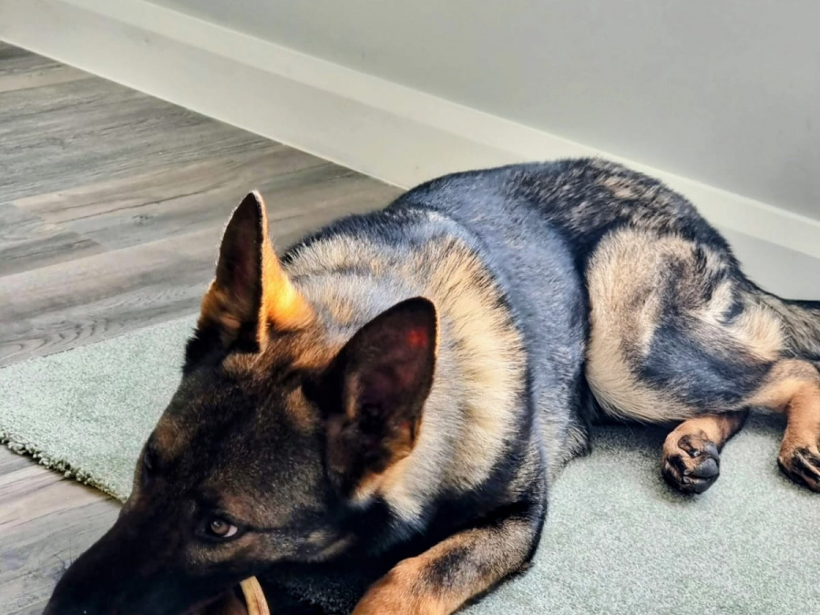 Beautifully Bred German/Chezh shepherd adult for sale 3