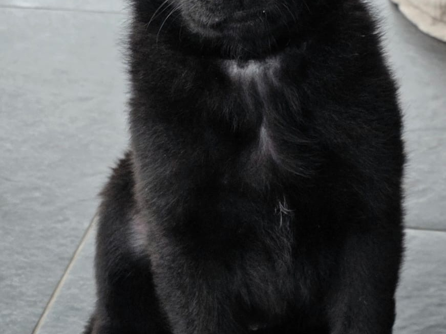 Beautifully Bred German/Chezh shepherd adult for sale 5