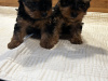 Miniature Yorkshire terriers for sale 2