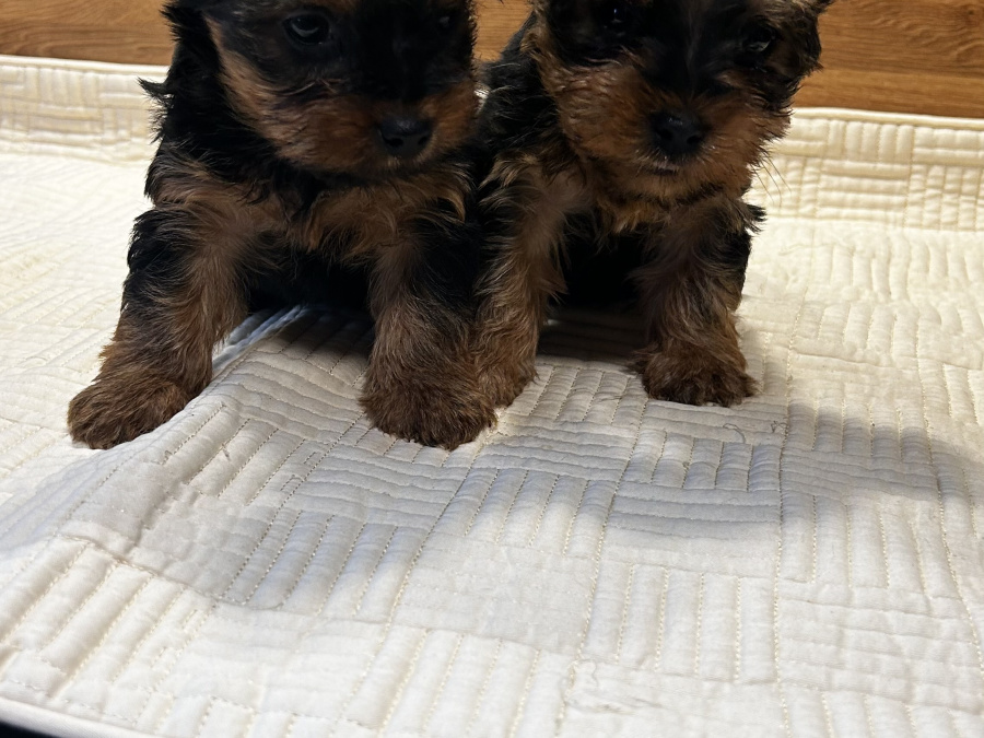 Miniature Yorkshire terriers for sale 2