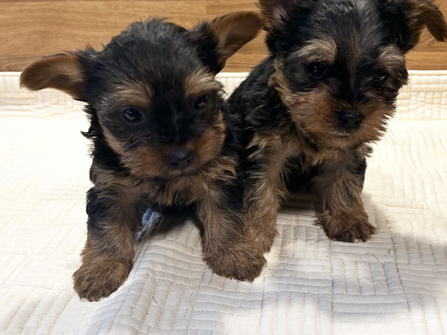 Miniature Yorkshire terriers for sale 5