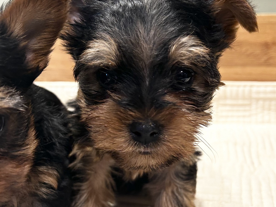 Miniature Yorkshire terriers for sale 6