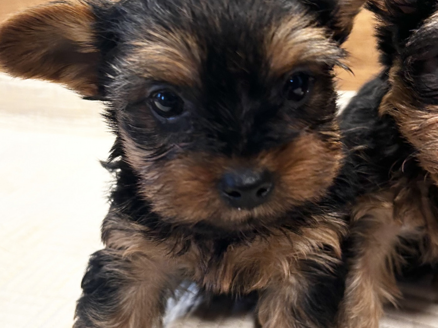 Miniature Yorkshire terriers for sale 7