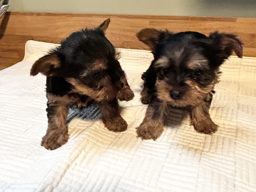 Miniature Yorkshire terriers for sale 9
