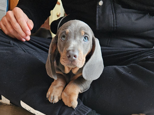 🐾  Little Miracle Dachshund Puppies