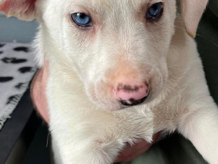 3  beutifull Border collie pups for sale/Bella is sold 2