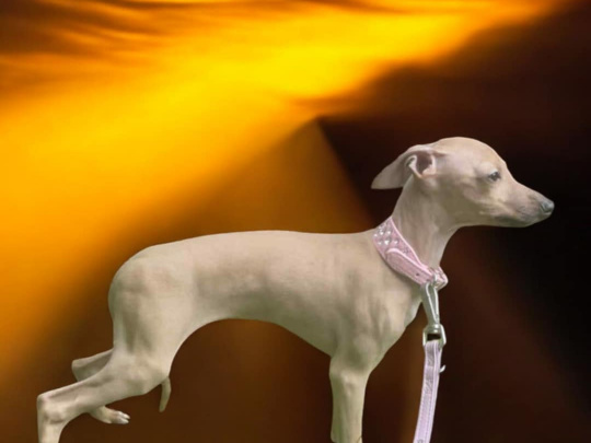 Italian greyhound pup🎈🎈
