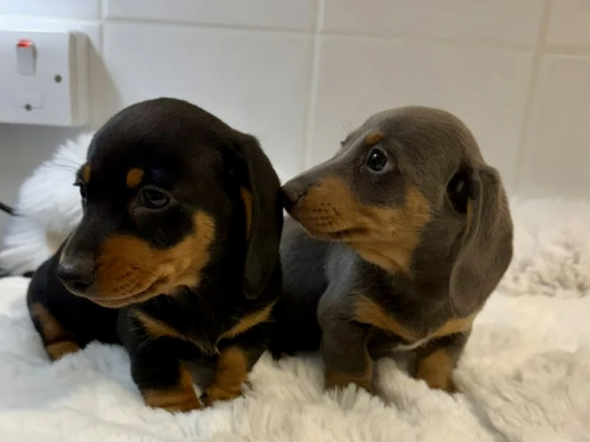 Gorgeous Smooth coat miniature dachshund puppies