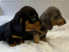 Gorgeous Smooth coat miniature dachshund puppies 2
