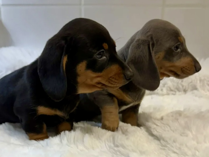 Gorgeous Smooth coat miniature dachshund puppies 2
