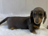 Gorgeous Smooth coat miniature dachshund puppies 3