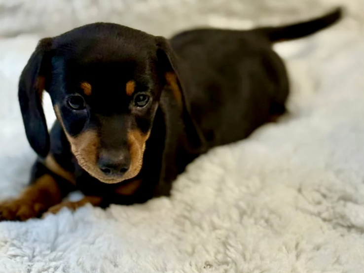 Gorgeous Smooth coat miniature dachshund puppies 5