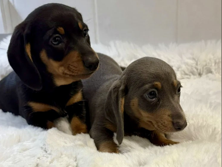 Gorgeous Smooth coat miniature dachshund puppies 7