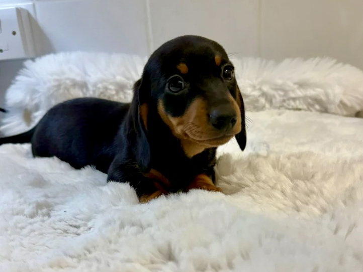 Gorgeous Smooth coat miniature dachshund puppies 9