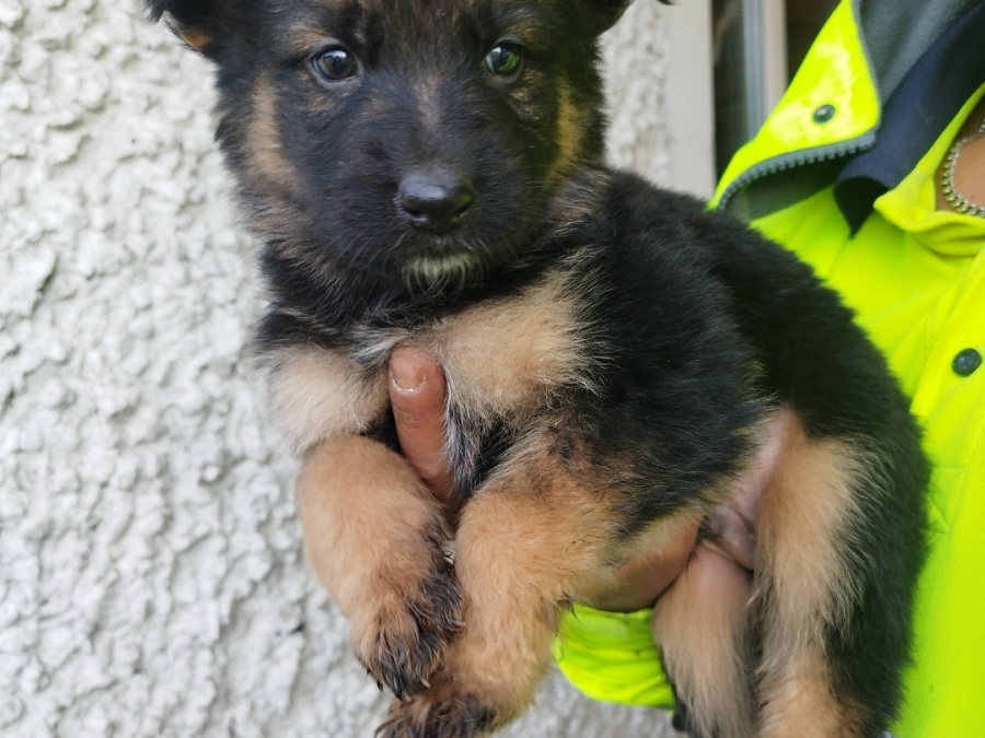 German shepherd puppies 4