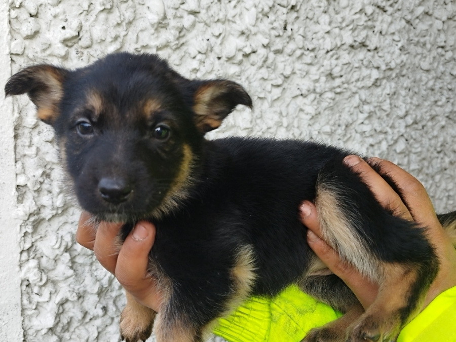 German shepherd puppies 5