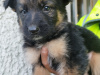 German shepherd puppies 3