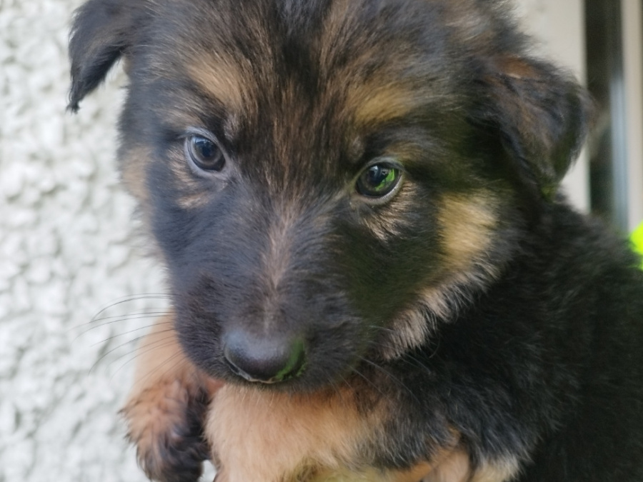 German shepherd puppies 1