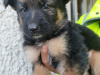 German shepherd puppies 2