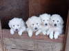 Golden Retriever Puppies – Bookings Now Open 1