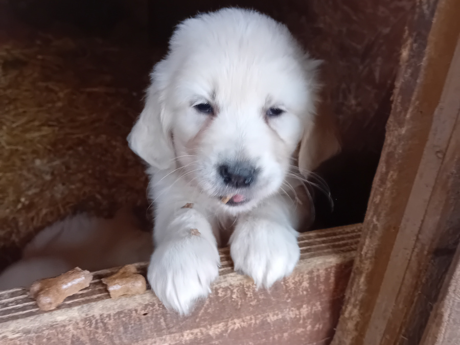 Golden Retriever Puppies – Bookings Now Open 2