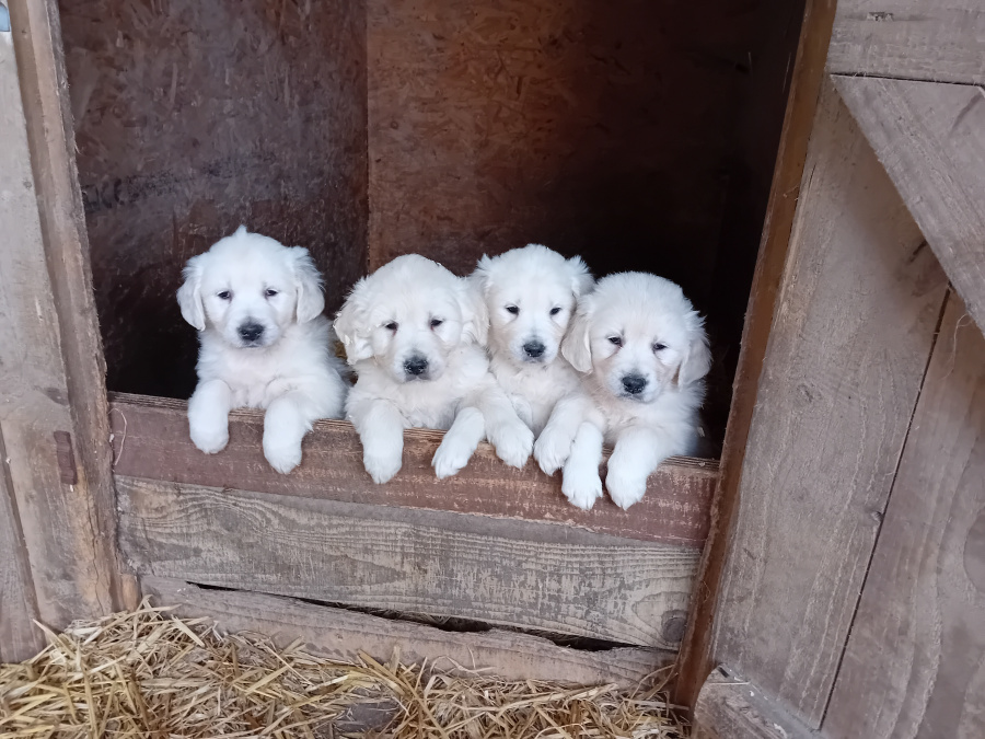 Golden Retriever Puppies – Bookings Now Open 3