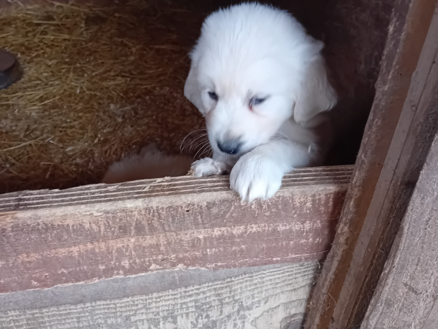 Golden Retriever Puppies – Bookings Now Open 4
