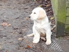 Golden Retriever Puppies – Bookings Now Open 6