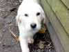 Golden Retriever Puppies – Bookings Now Open 7